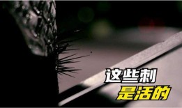 《刺》在线观看,暗影中的复仇者——揭秘复仇之路的惊心动魄